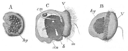 Three stages in the development of Cardium