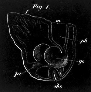 An embryo of Pisidium pusillum