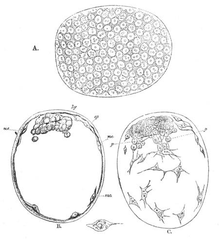 Three views of an embryo of Pisidium