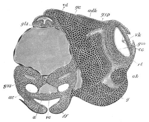 Head of embryo of Loligo