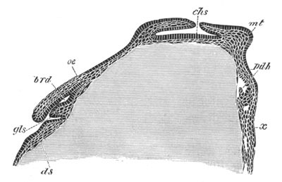 Section through a Loligo ovum
