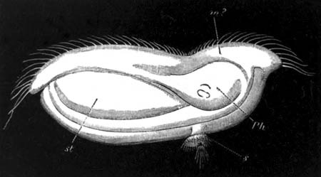 Advanced larva of Flustrella hispida