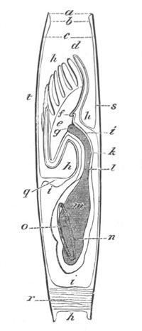 Advanced embryo of Lingula