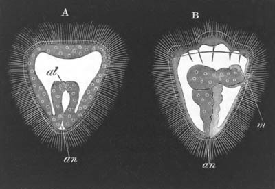 Two stages in the development of Serpula