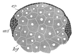 Section through ovum of Euaxes