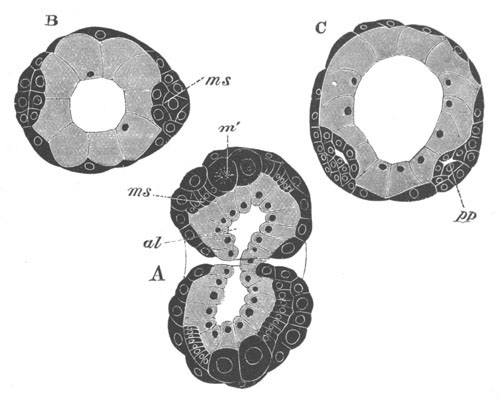 Three sections illustrating the development of Lumbricus trapezoides