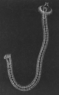 Polygordius larva