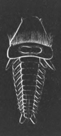 Larva of Phyllodoce