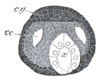 Embryo of lumbricus trapezoides