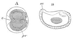 Two views of larva of Clepsine