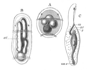 Three stages in the development of Bonellia