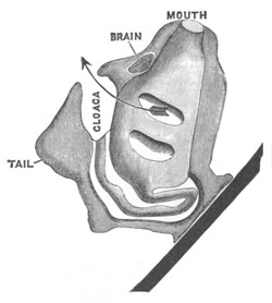 Illustration: Figure 11