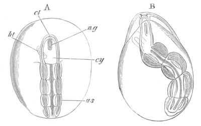 Illustration: Figure 14