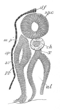 Illustration: Figure 27a