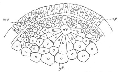 Illustration: Figure 38