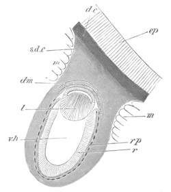 Illustration: Figure 48
