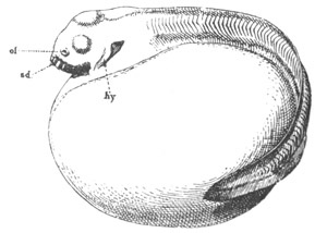 Illustration: Figure 65