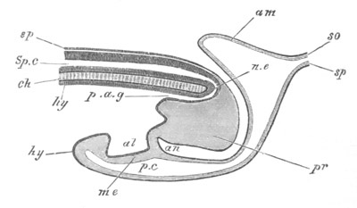 Illustration: Figure 106