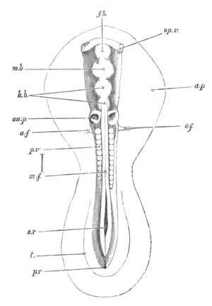 Illustration: Figure 108