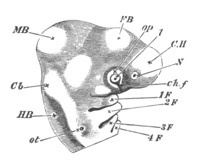 Illustration: Figure 112