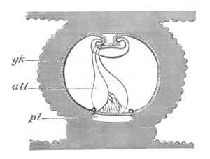 Illustration: Figure 150