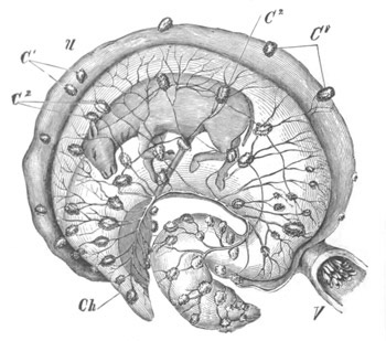 Illustration: Figure 157