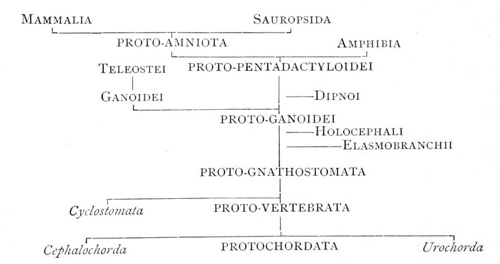 Phylogeny of Chordata