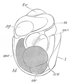 Illustration: Figure 217