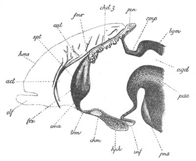 Illustration: Figure 255
