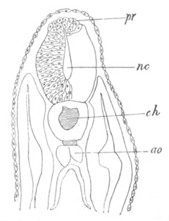 Illustration: Figure 264a
