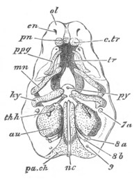 Illustration: Figure 341