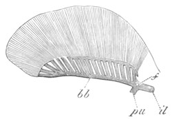 Illustration: Figure 345