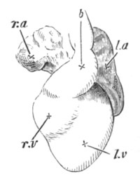 Illustration: Figure 362