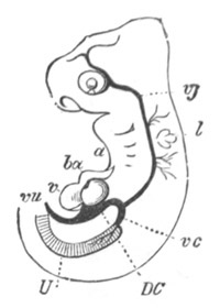 Illustration: Figure 370