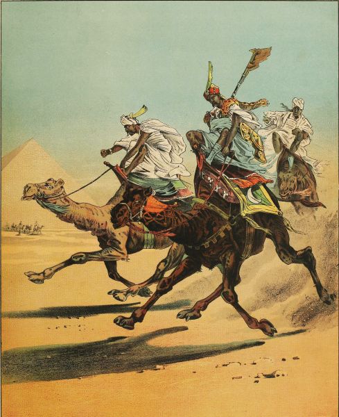 racing camels
