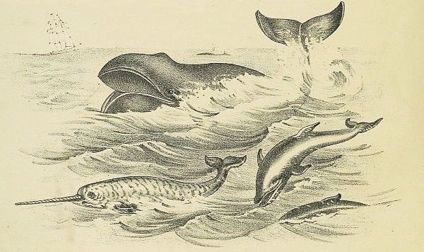 whale, dolphin and narwhale