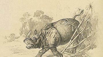 rhinocerus