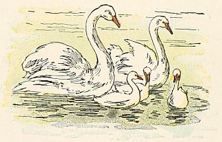 Swans and cynets