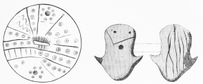 No. 164. Terra-cotta Pot-lid, engraved with symbolical
marks (6 M.).