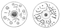 Two Inscribed Whorls (5 M. and 7 M.).