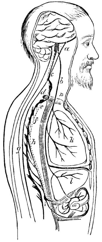 The course of the
		vaso-motor nerves of the liver