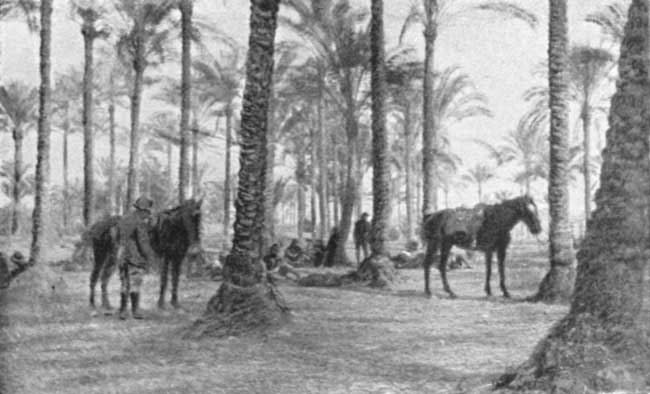 In the Shade of the Date Palms