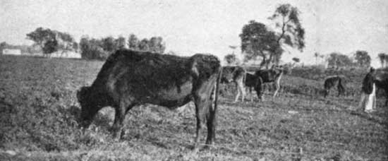 Cattle on Berseem
