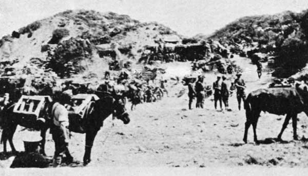 Mules at the foot of Howitzer Gully
