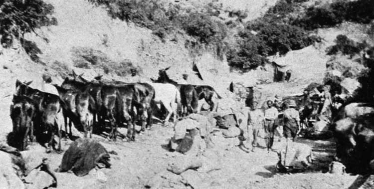 Mules dug in under the Cliffs in Mule Gully