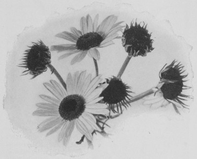Fig. 1.—Green and Normal Oxeye Daisy Heads.