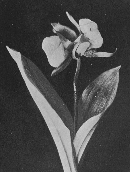 Fig. 3.—A Twin-Flowered Cypripedium
Acaule (Ait.).