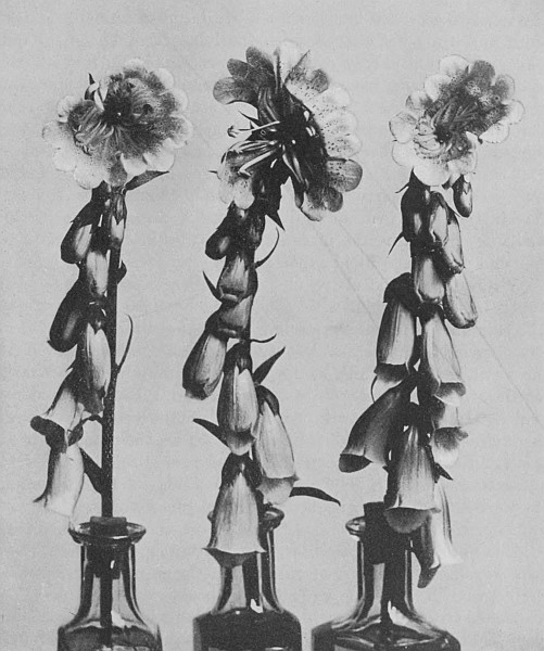 Fig. 4.—Monstrous Blossoms of Foxglove.