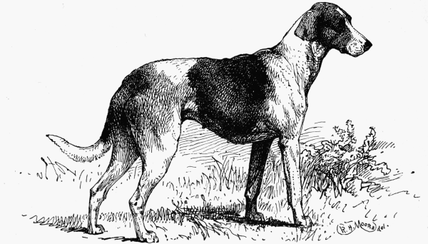STAGHOUND "RUBY" ROYAL KENNEL ASCOT. HER MAJESTY QUEEN VICTORIA OWNER.
