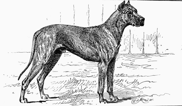 GREAT DANE CH. "HANNIBAL OF REDGRAVE" Mrs H. L. HORSFALL OWNER.
